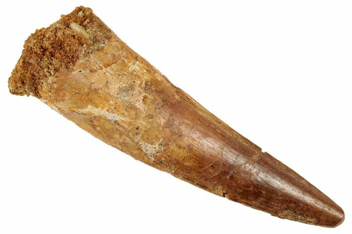 Spinosaurus Tooth - Real Dinosaur Tooth #192092